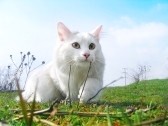 кошка на даче