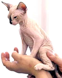 кошкотерапия