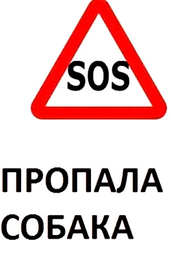что делать, если пропала собака
