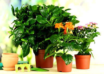 какие растения являются оберегами
