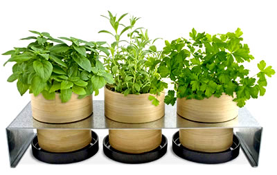 выращивание зелени в домашних условиях
